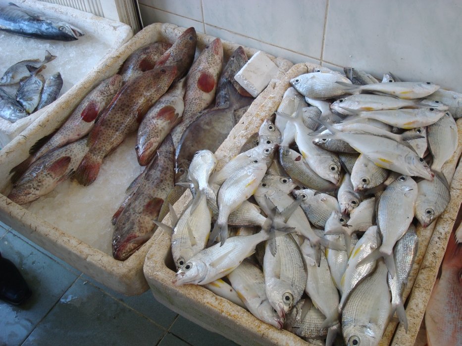 qatarnov09107hamourorangespottedgrouperleftcostingaboutonethirdofwesternprices.jpg